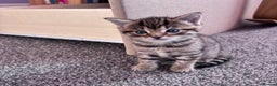 Mixed Breed cats for sale: Beautiful mixed breed kittens  - Advert 6