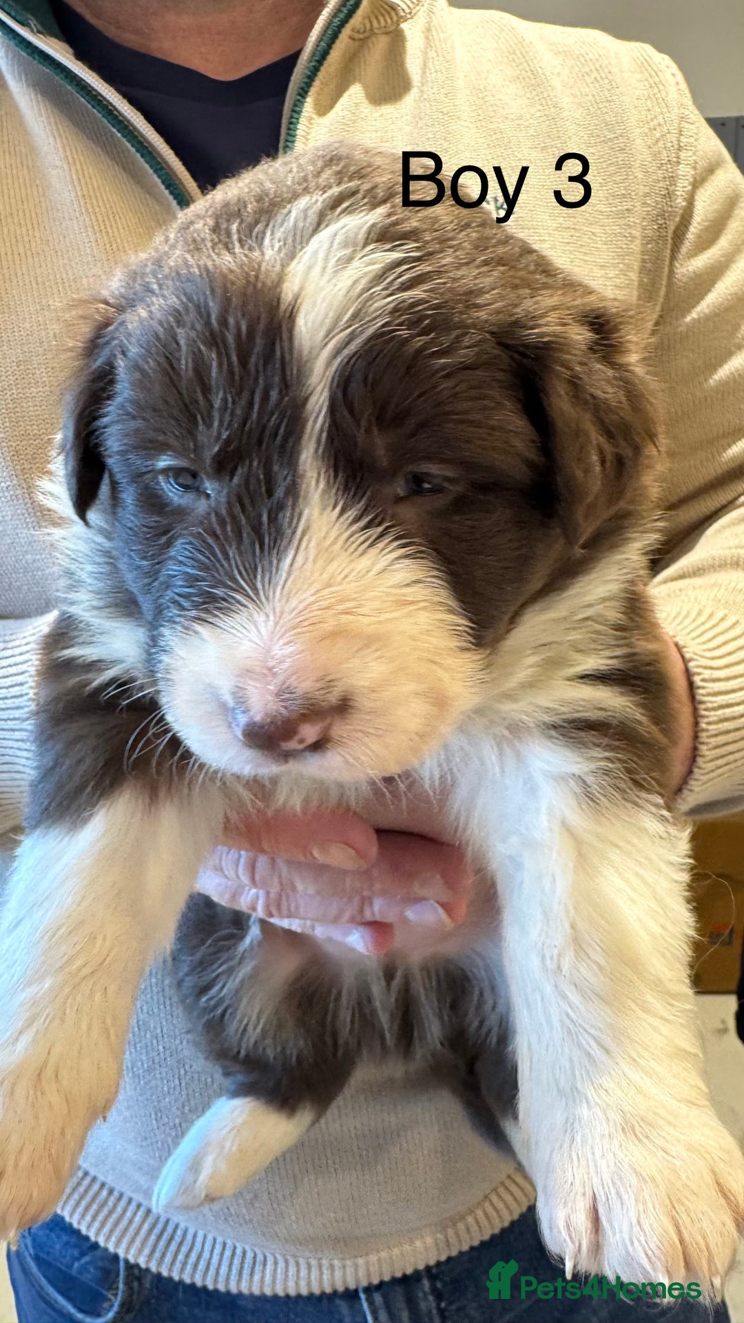 Border Collie dogs for sale: Beautiful Red tri pups  - Advert 15