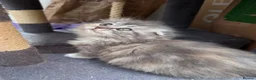 Scottish Fold cats for sale: Last Girl- Beautiful Scottish Fold X Ragdoll  - Advert 12