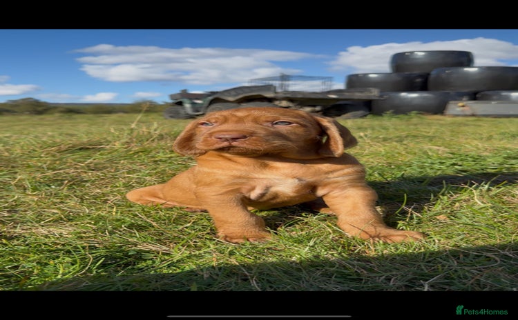 Hungarian Vizsla dogs - Advert 1