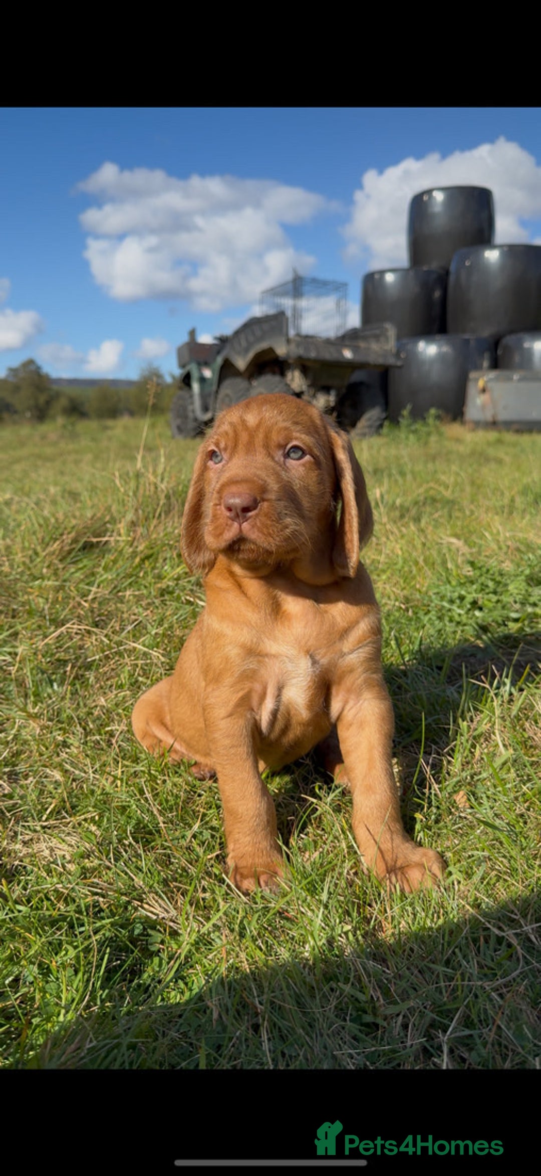 Hungarian Vizsla dogs for sale: Wirehaired Vizsla’s - Image 1