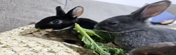 Rex rabbits for sale:  Adorable Rex Rabbits Babies - Advert 7