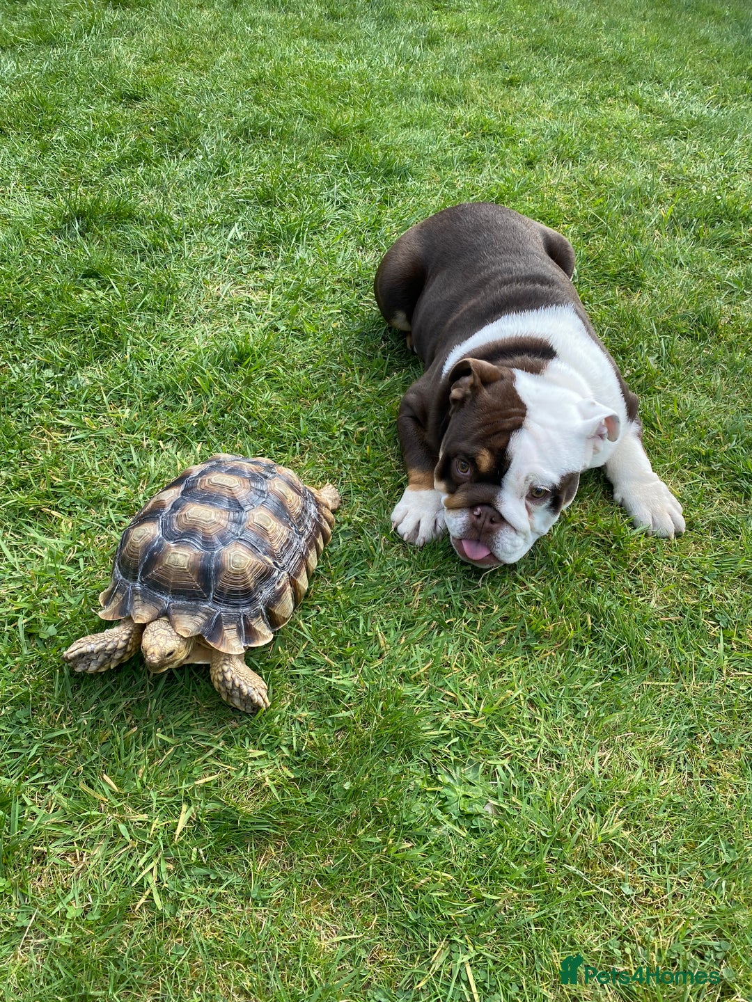 English Bulldog dogs for sale: English bulldog KC registered 16 months old - Advert 4