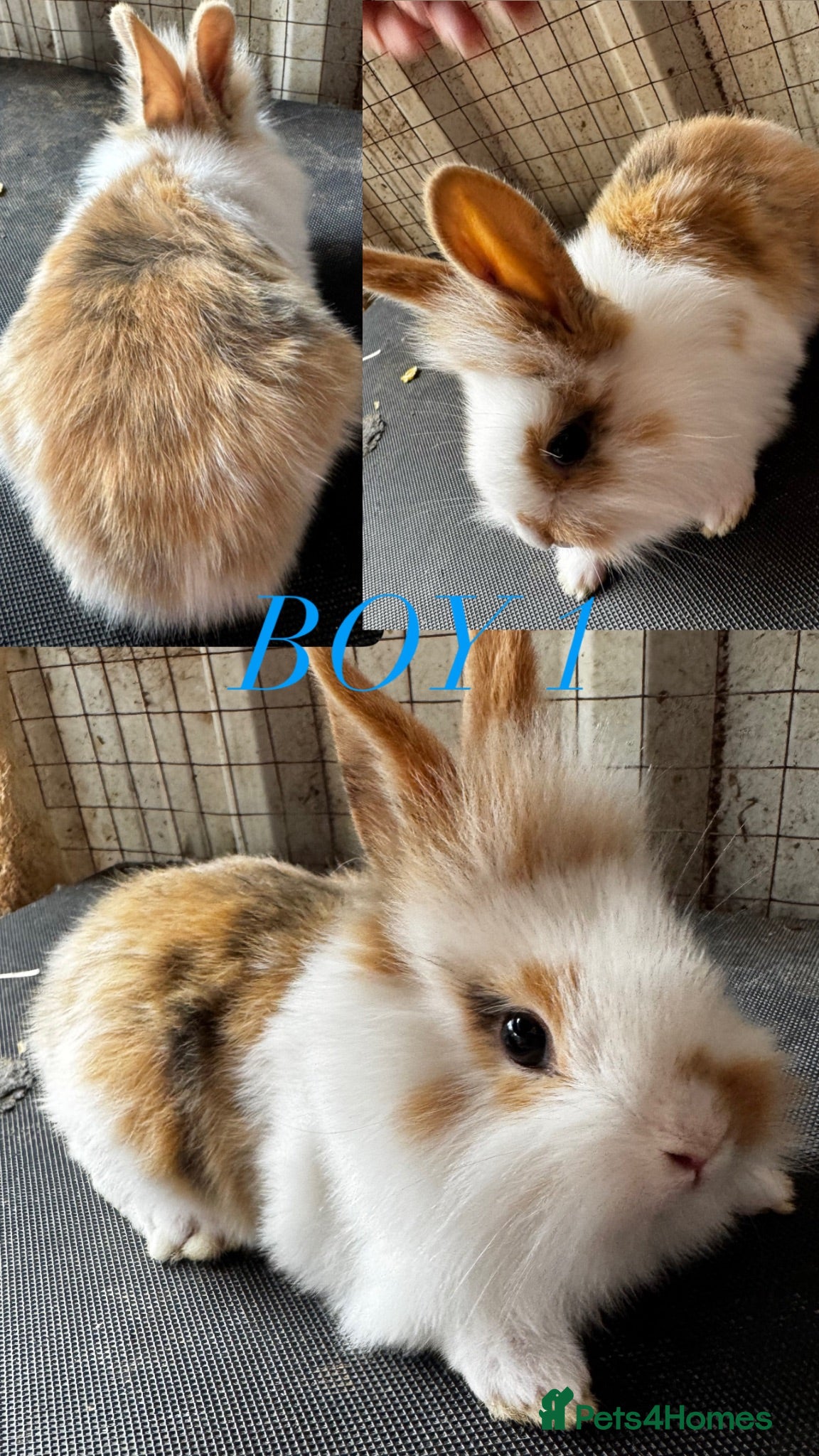 Mini Lion Lop rabbits lion lops  - Advert 1