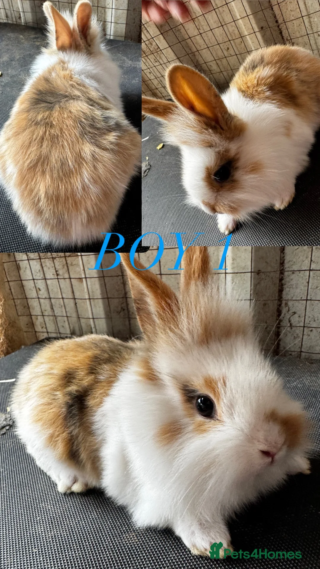 Mini Lion Lop rabbits for sale: lion lops  - Advert 1