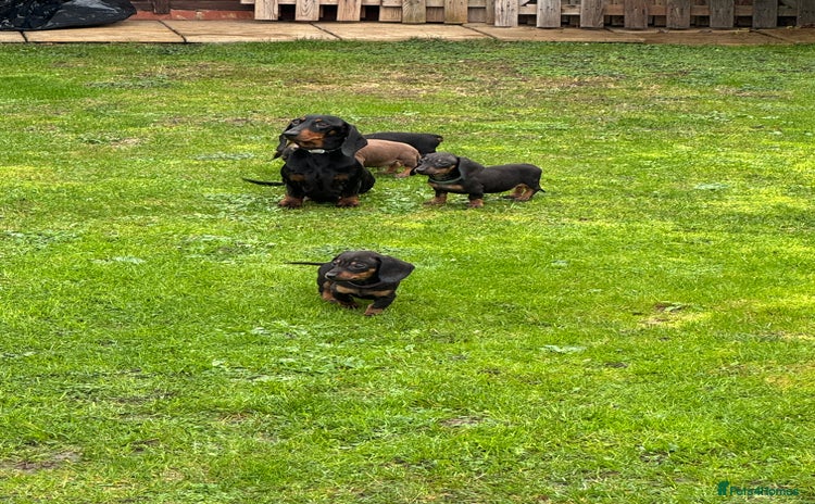 Dachshund dogs KC miniature dachshund puppies - Advert 3