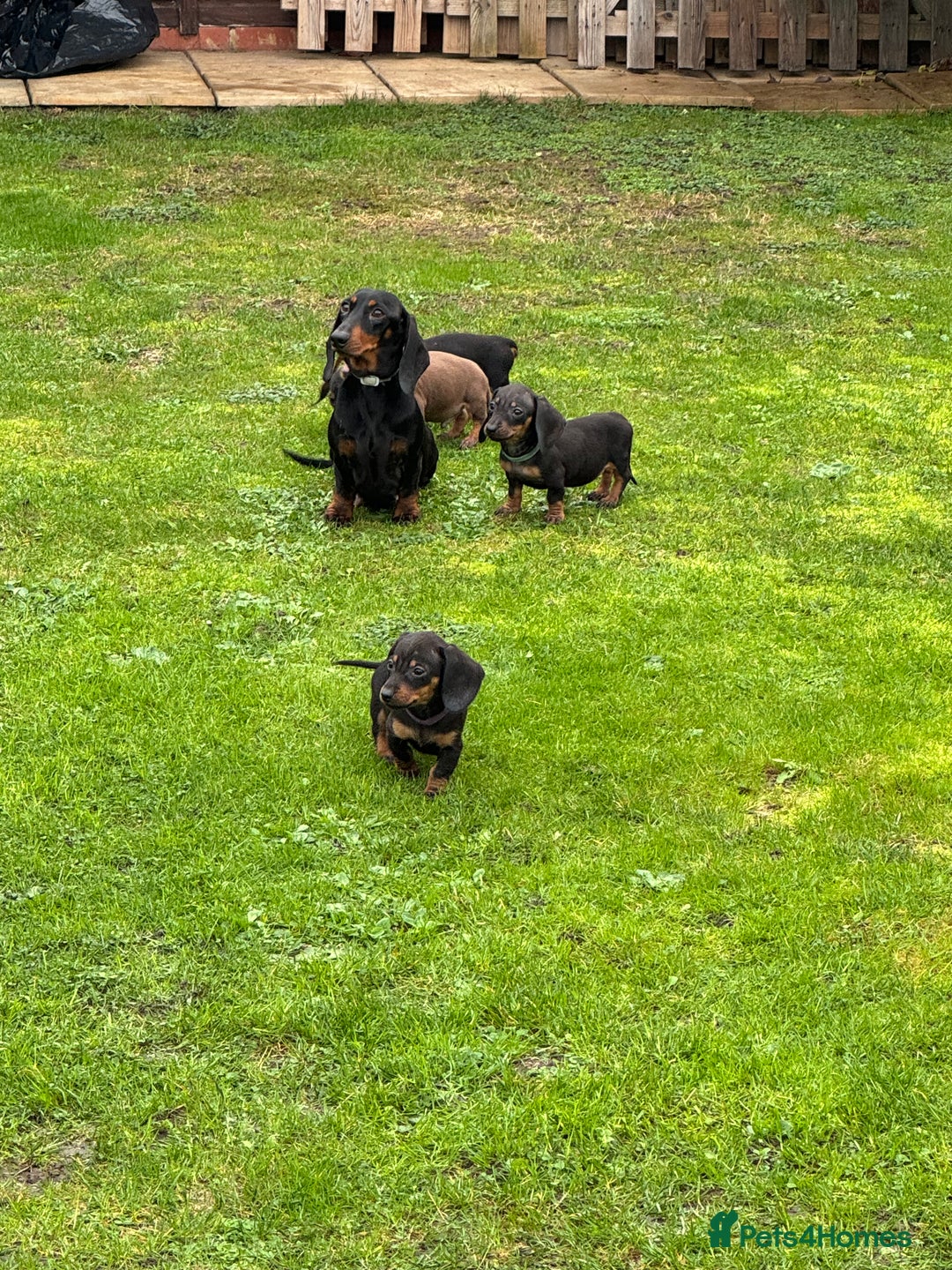 Dachshund dogs for sale: 1 girl available KC miniature dachshund puppies - Advert 5