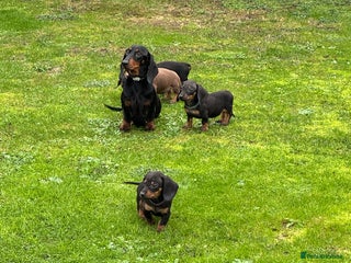 Dachshund dogs KC miniature dachshund puppies - Advert 2