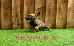 Belgian Shepherd Dog dogs for sale: Beautiful Belgium Malinois pups for sale  - Image 13