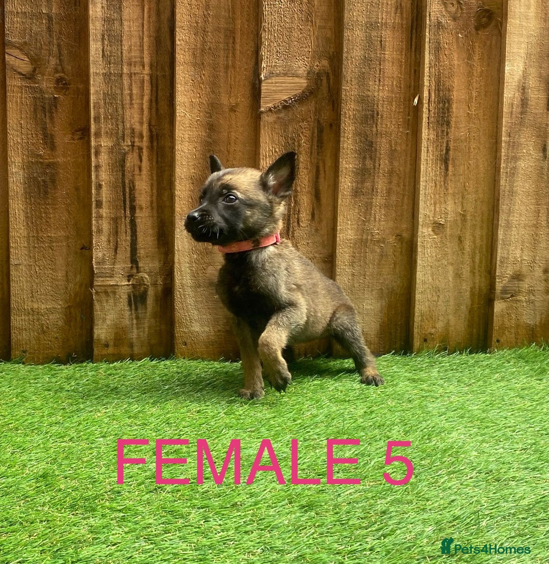 Belgian Shepherd Dog dogs for sale: Beautiful Belgium Malinois pups for sale  - Image 13