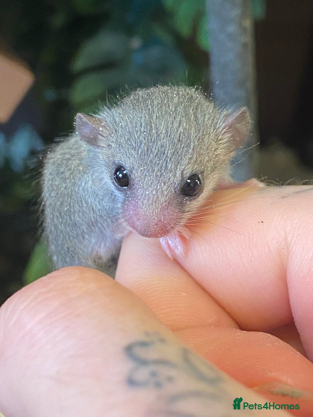 Mouse rodents for sale: Baby and adult micro squirrels  - Image 5