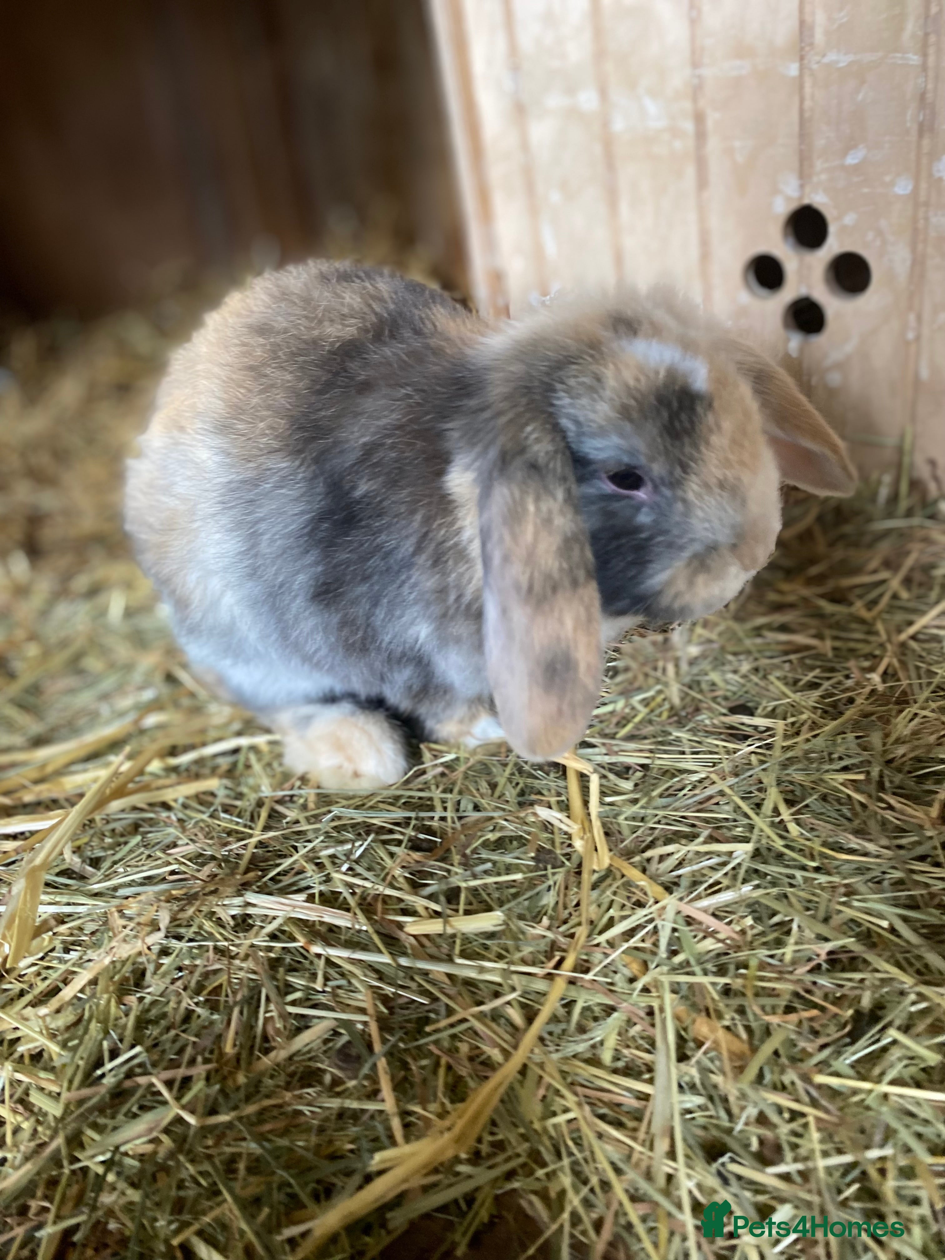 Mini Lop rabbits Beautiful pure breed mini lops - Advert 1