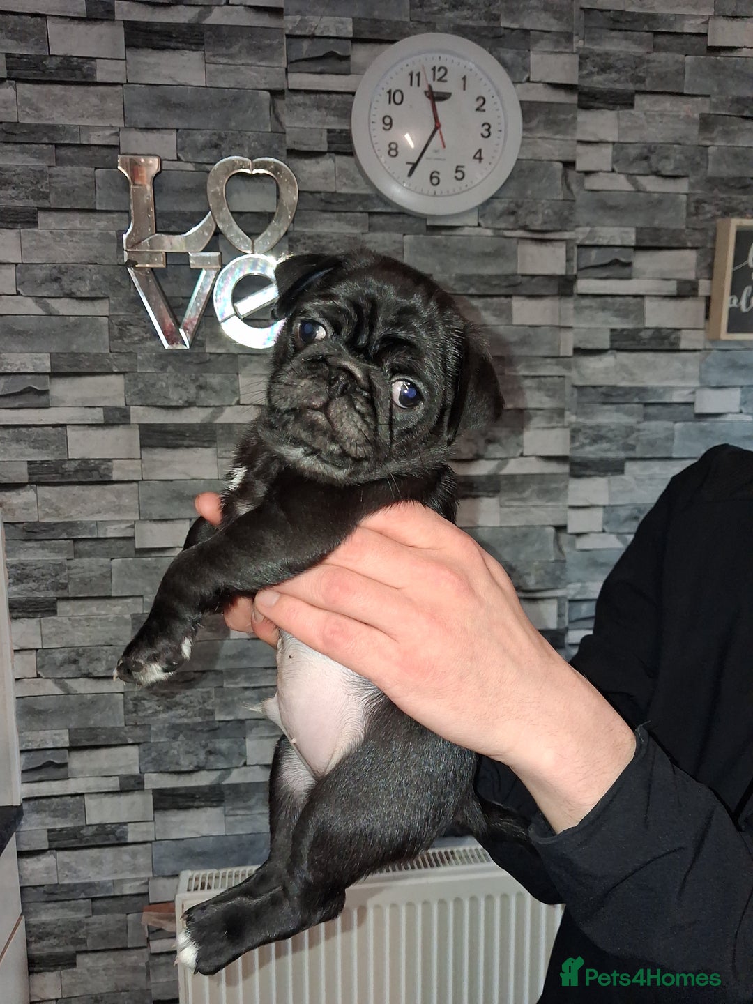 Pug dogs for sale: 5 adorable pug puppies for sale  - Advert 31