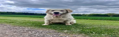 Golden Retriever 1