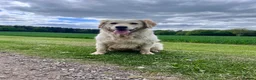 Golden Retriever dogs for sale: Exceptional Golden retriever litter - Advert 8