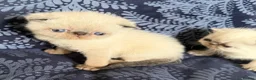 Exotic cats for sale: Colourpoint Exotic Shorthair Kittens  in Stoke-on-Trent - Advert 2