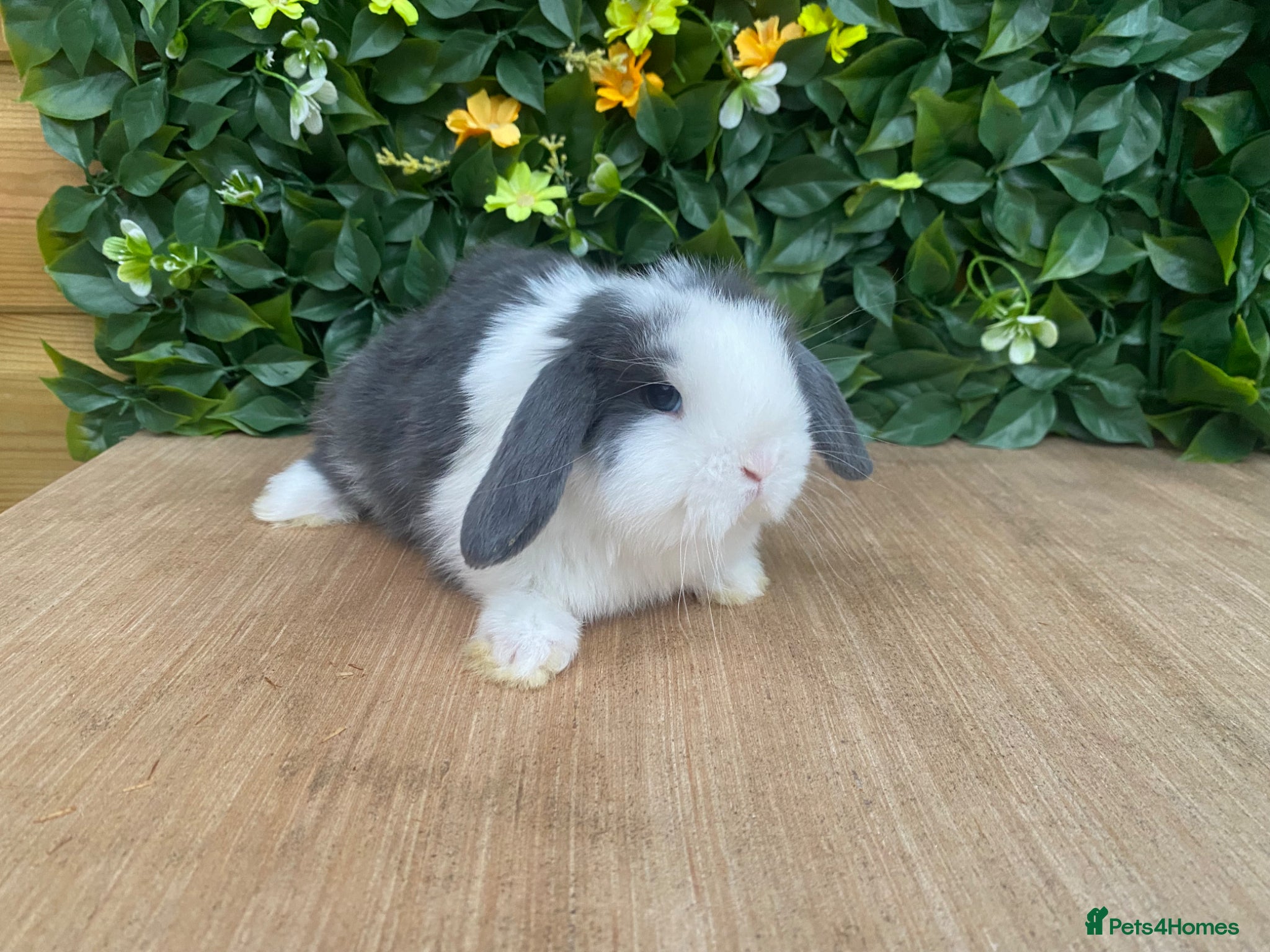 Mini Lop rabbits Mini lops ( Est since 2014 )  - Advert 7