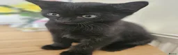 Mixed Breed cats for sale: 3 Playful Black Brother Kittens Looking for Homes - Advert 25