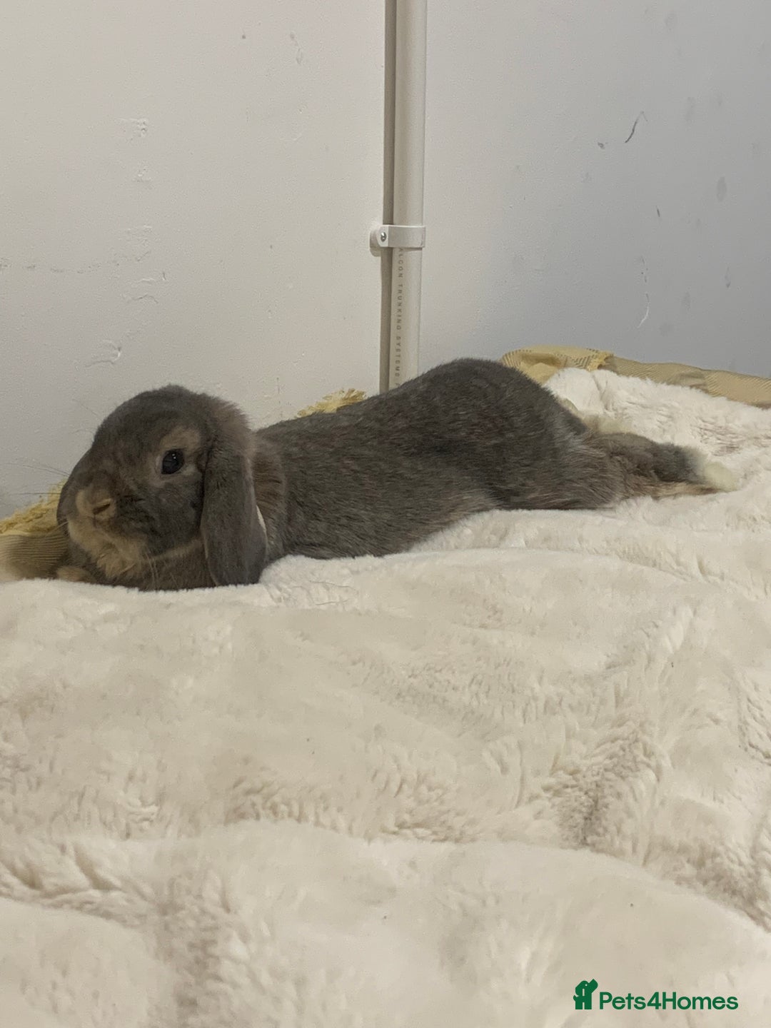 Mini Lop rabbits for sale: mr archie  - Advert 2