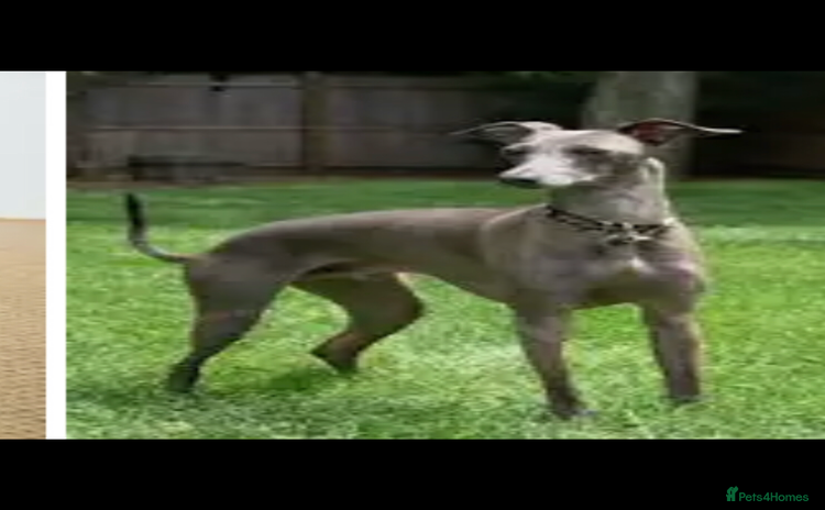 Whippet dogs - Advert 1