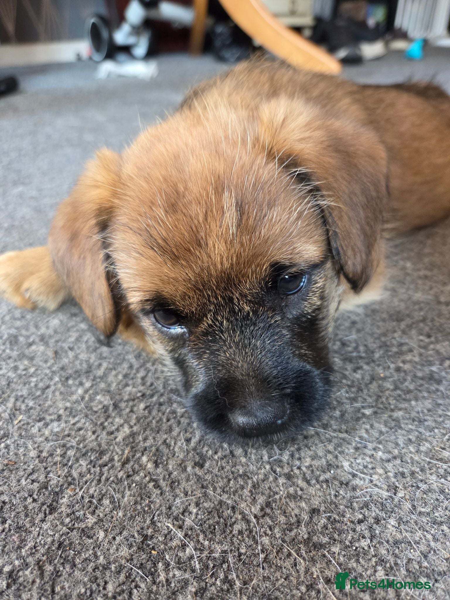 Mixed Breed dogs Jack Russell X Frenchie X Miniature Pinscher pups - Advert 9