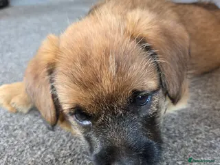 Mixed Breed dogs Jack Russell X Frenchie X Miniature Pinscher pups - Advert 9