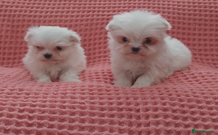 Maltese dogs - Advert 1