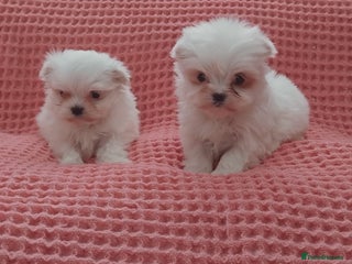 Maltese dogs - Advert 5
