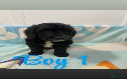 Cockapoo dogs for sale: Beautiful cockapoo pups - Image 11