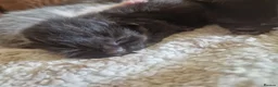 British Shorthair cats for sale: Beautiful BSH x Bengal kittens  - Advert 15