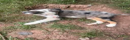 Mixed Breed dogs for sale: 4 beautiful collie pups  - Advert 21