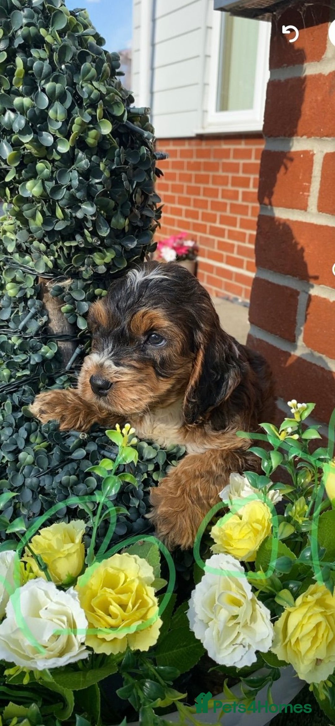 Cockapoo dogs for sale: Adorable cockerpoo puppies  - Image 5