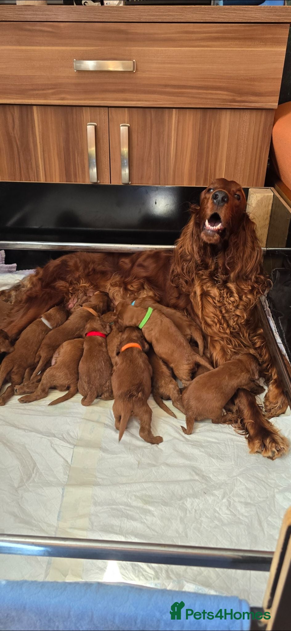 Irish Setter dogs KC Registered Beautiful Irish Setter Puppies  - Advert 1