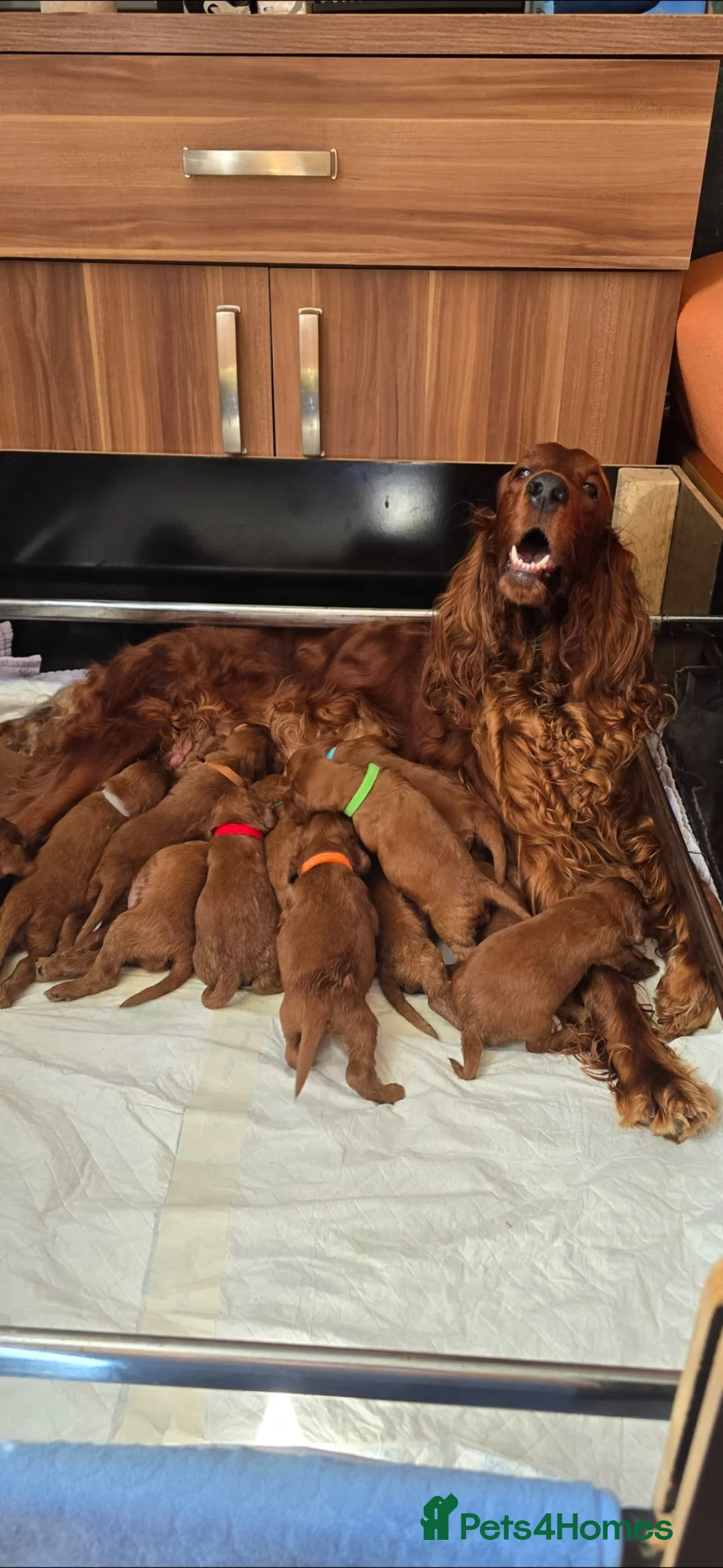 Irish Setter dogs for sale: KC Registered Beautiful Irish Setter Puppies  - Advert 1