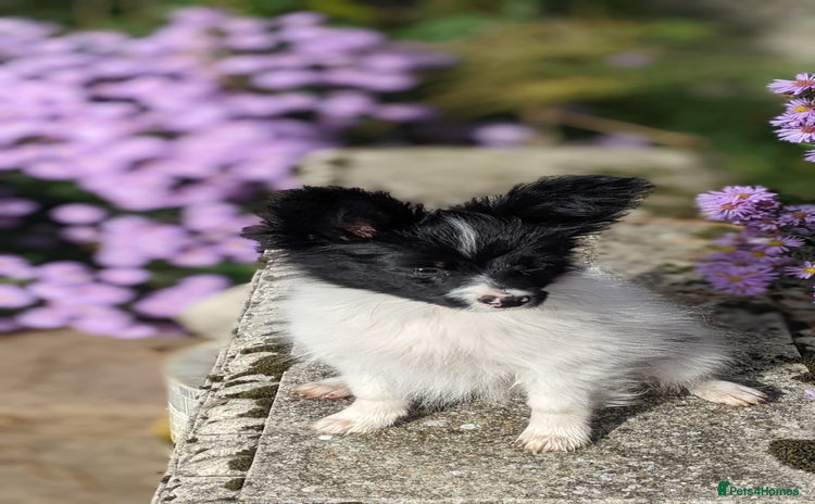 Papillon dogs - Advert 1