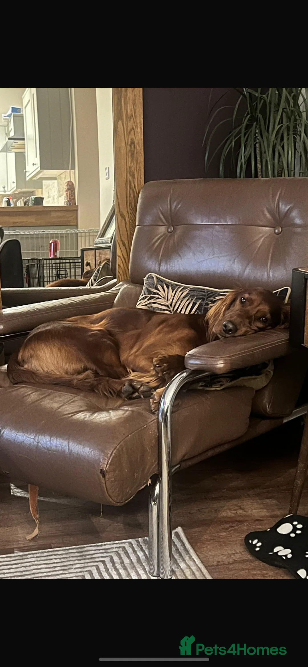 Irish Doodle dogs for sale: Beautiful Irish doodle puppies  - Advert 12