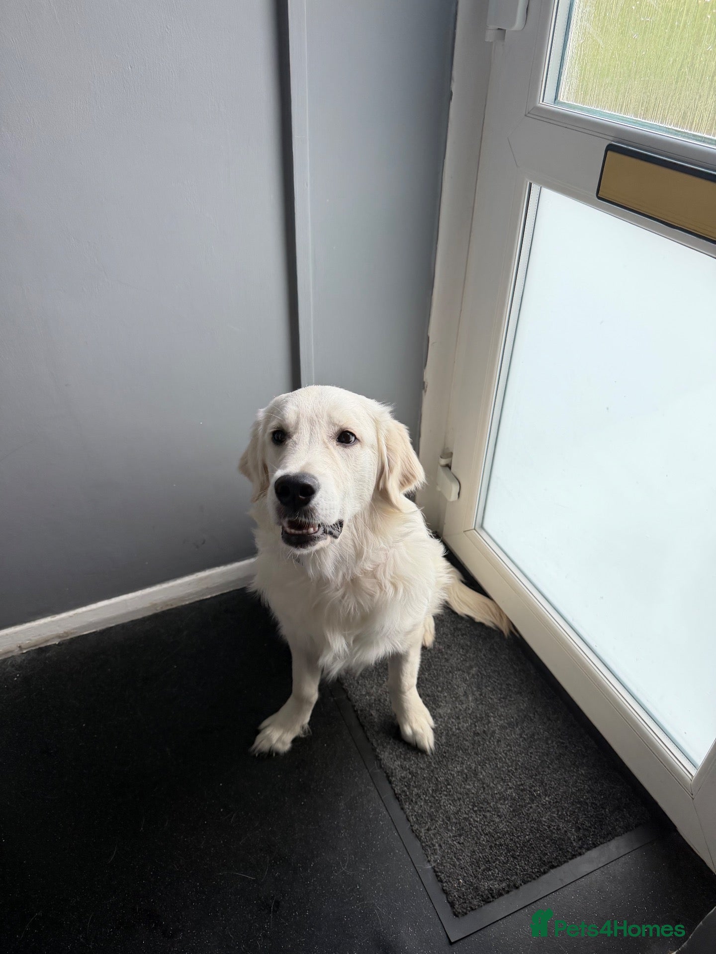 Golden Retriever dogs Cooper  - Advert 2