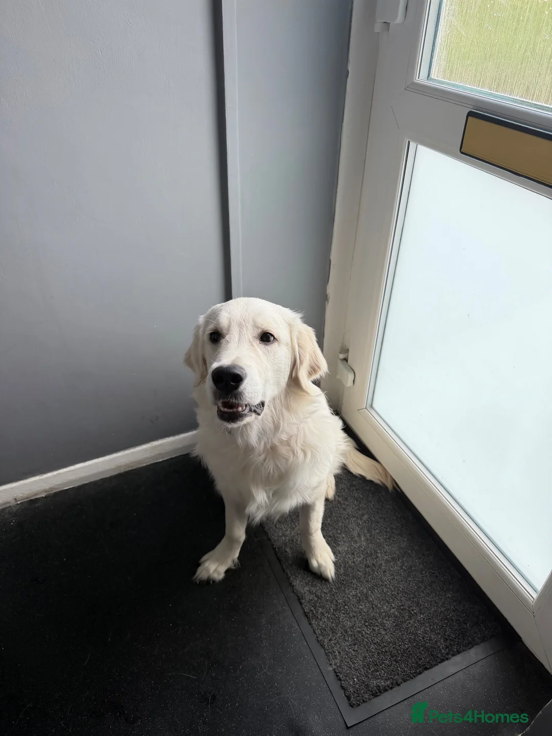 Golden Retriever dogs for sale: Cooper  in Bridgend - Advert 1