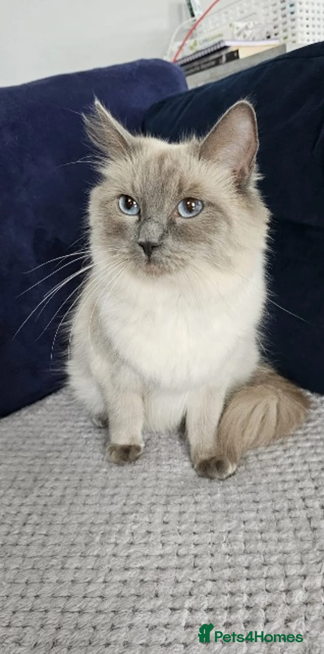 Ragdoll cats for sale: Adorable Ragdoll Kittens - Advert 6