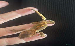 Gecko reptiles for sale: Baby Crested Geckos - Image 2
