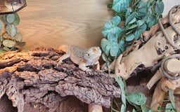 Bearded Dragon reptiles for sale: 2 year old female bearded dragon and full set up - Image 1