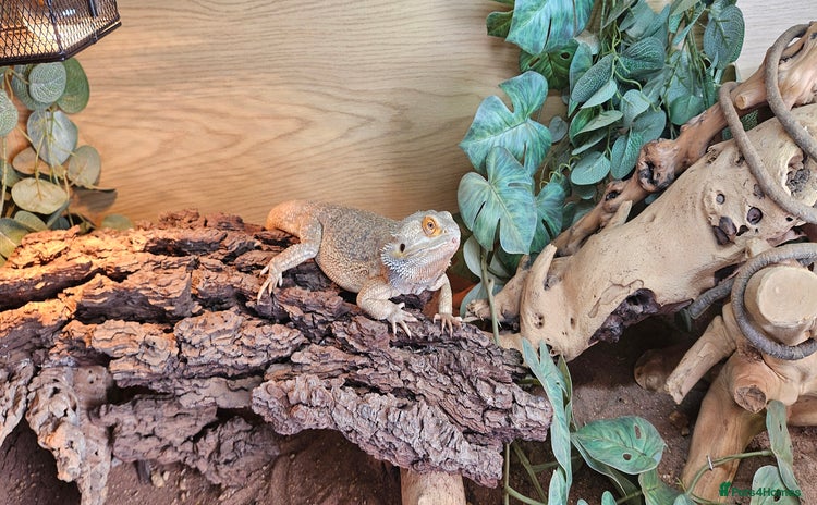 Bearded Dragon reptiles - Advert 1