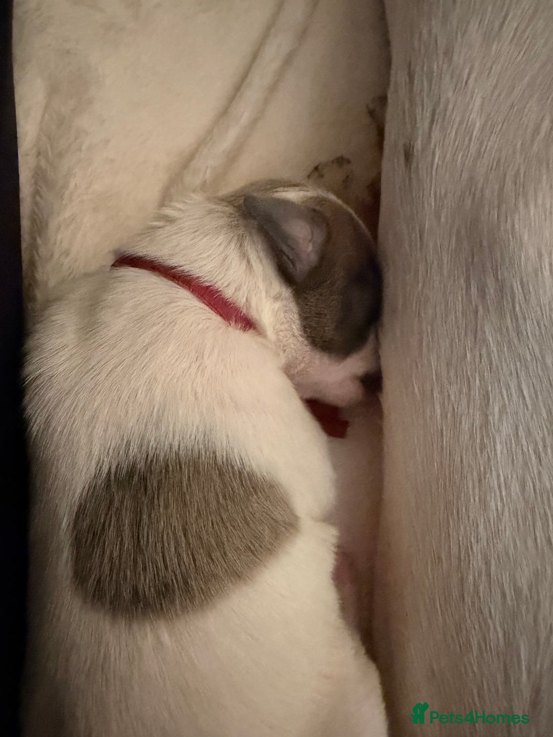 Whippet dogs for sale: Whippets  - Advert 6