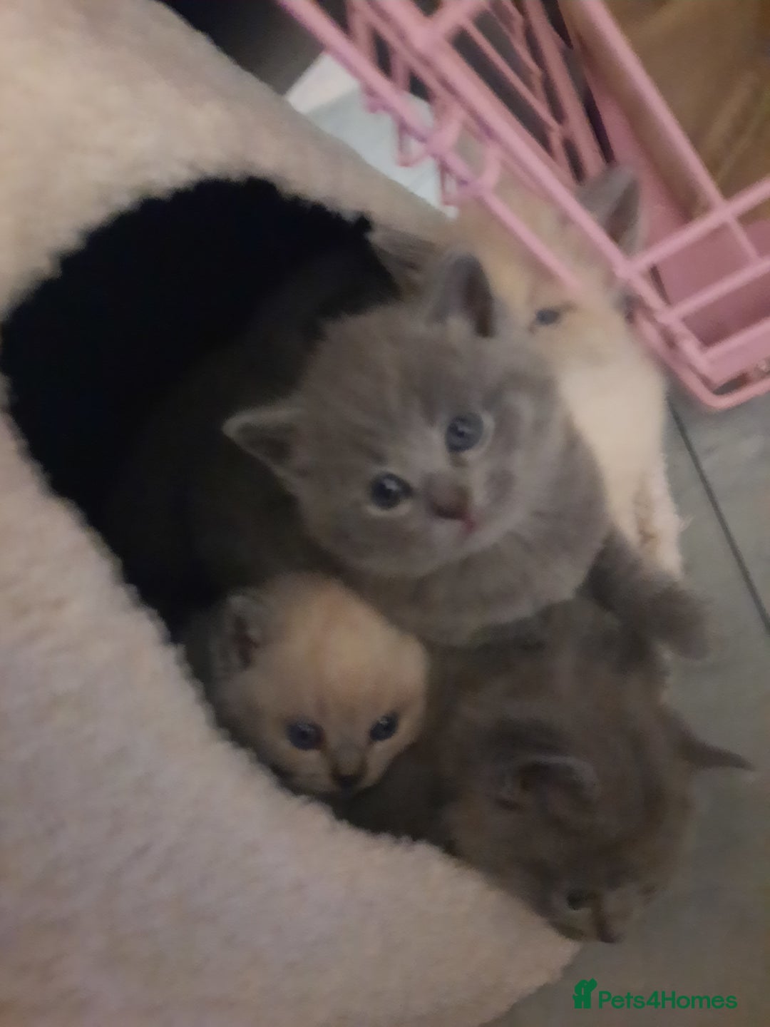 British Shorthair cats for sale: British shorthair kittens  - Advert 5