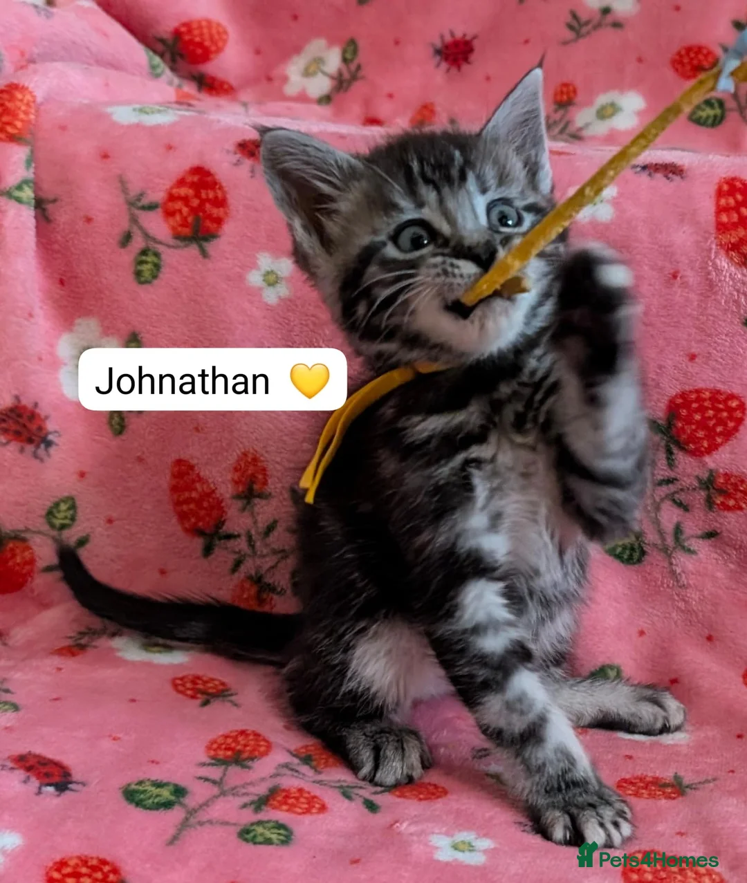 Maine Coon cats for sale: Maine Coon Cross Kittens - Advert 25