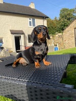 Miniature Dachshund dogs - Advert 8