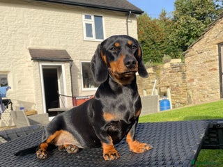 Miniature Dachshund dogs - Advert 5