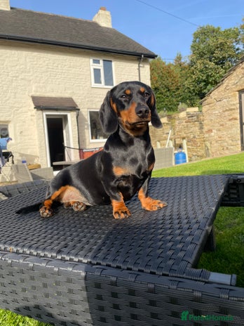 Miniature Dachshund dogs - Advert 1