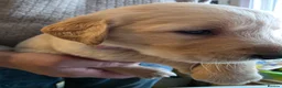 Golden Retriever dogs for sale: 8 Beautiful Fluffy Golden Retrievers in Telford - Advert 10
