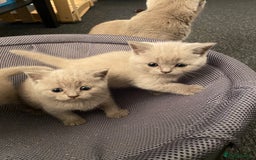 British Shorthair cats for sale: Stunning lilac BSH  - Image 18